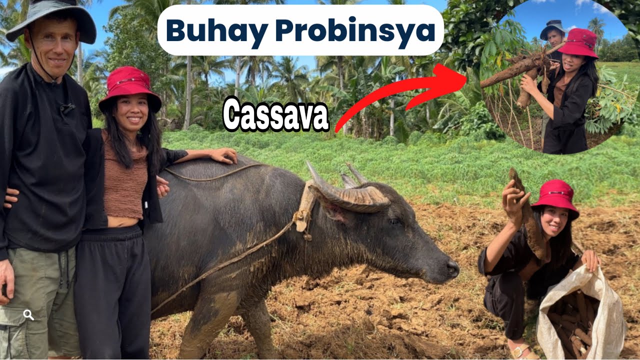 Sumama Ang Asawa ko Sa Bukid Para Mag Harvest Cassava