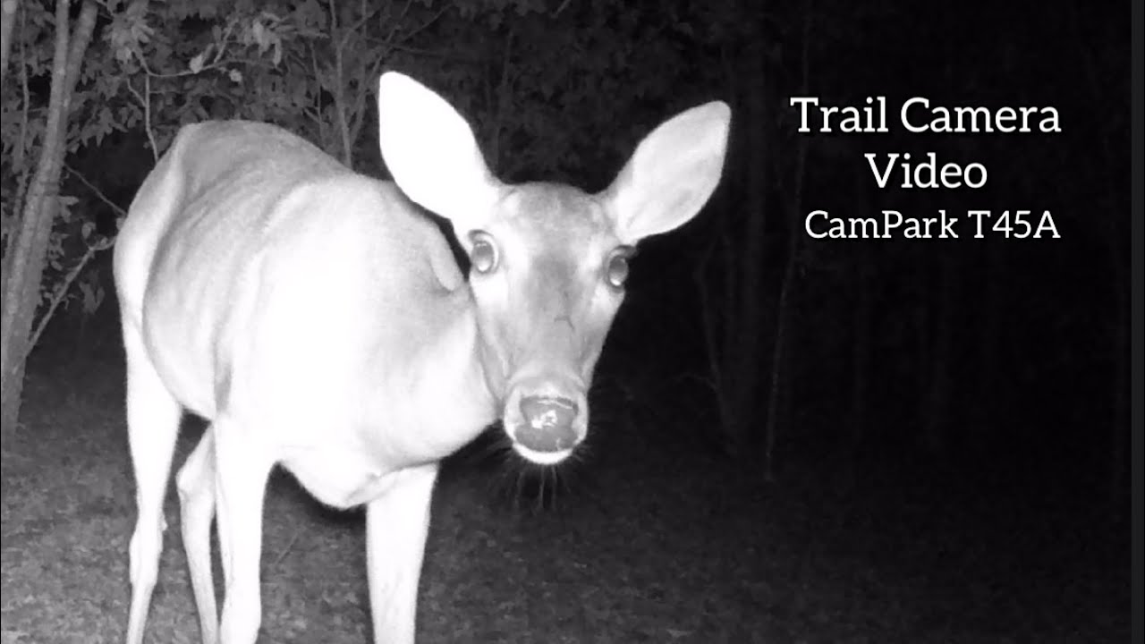 Coyote, Fawns, Wild Hog, Deer CamPark T45A Trail Camera Video