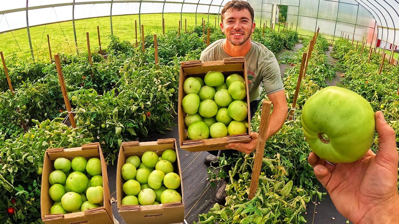 High Tunnel Green Tomatoes Harvest