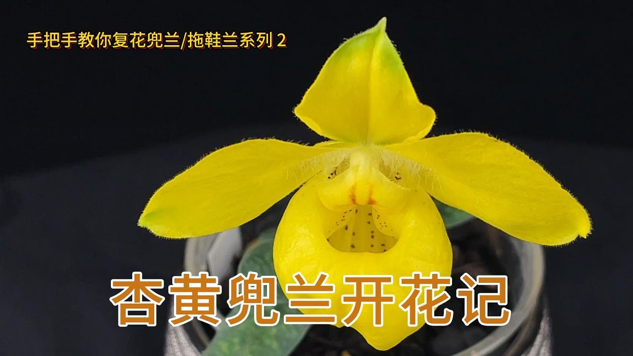 手把手教你复花兜兰/拖鞋兰系列 2 杏黄兜兰开花记