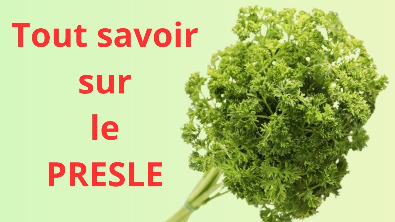 Le Persil  Ce que vous ignorez sur cette petite plante