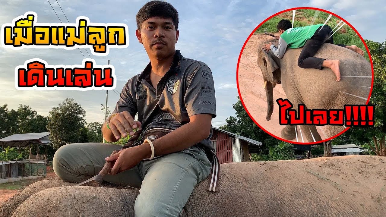 งานเข้า! สองแฝดขี่ช้างแม่ลูกไปเดินเล่น กะจะไปหาลูกสะใภ้ แต่....