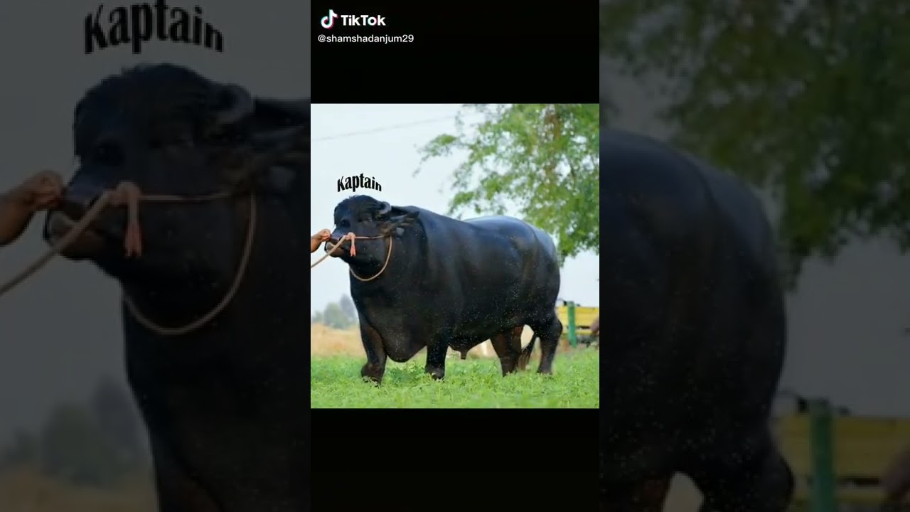 male buffalo .jhota Punjab pakistan