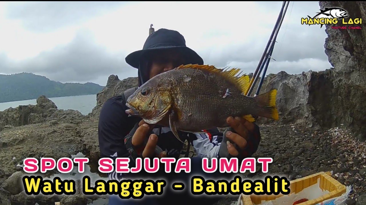 IKAN KAMPUR DARI WATU LANGGAR BANDEALIT