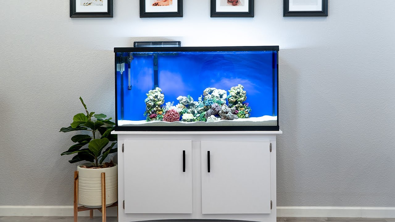 Saltwater Aquarium Cinematic in 4K | Sony A7III