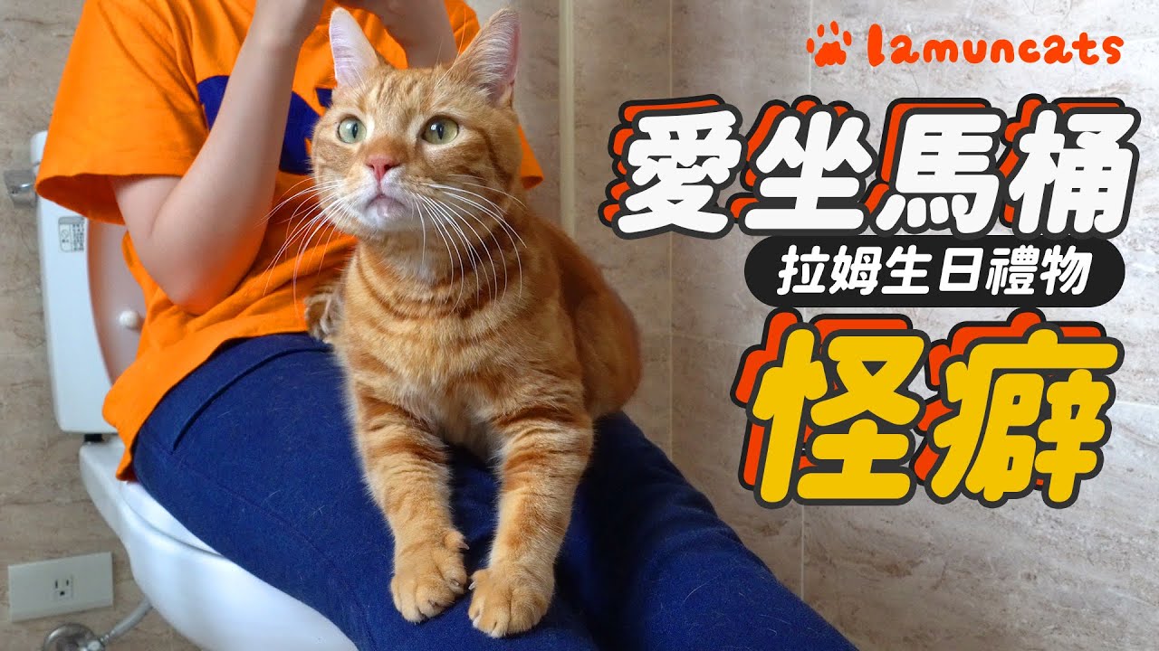和貓咪在廁所待整天！超奇特生日禮物┃拉姆有幾噗 ♧