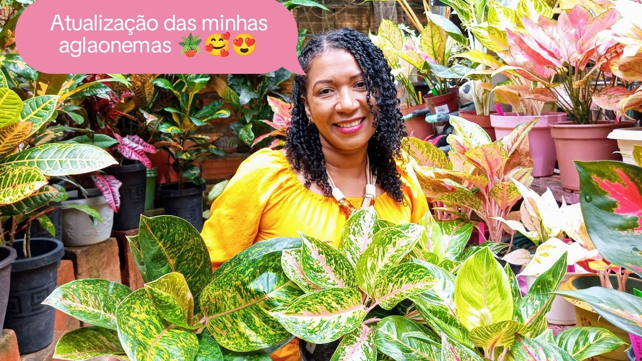 Atualização das minhas #aglaonemas 😱😍só tem lindezas 😍🪴❤️💚💛💖