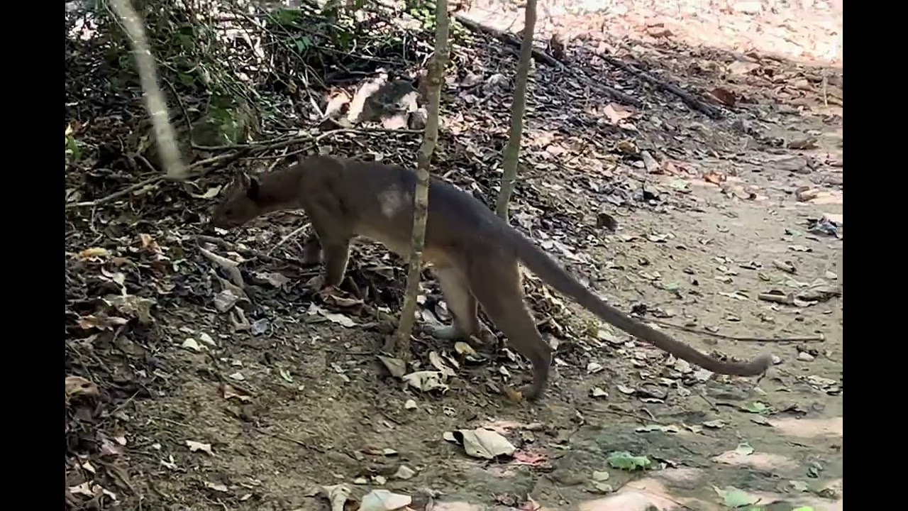 Face to face with a fossa. One of the luckiest days of my life.