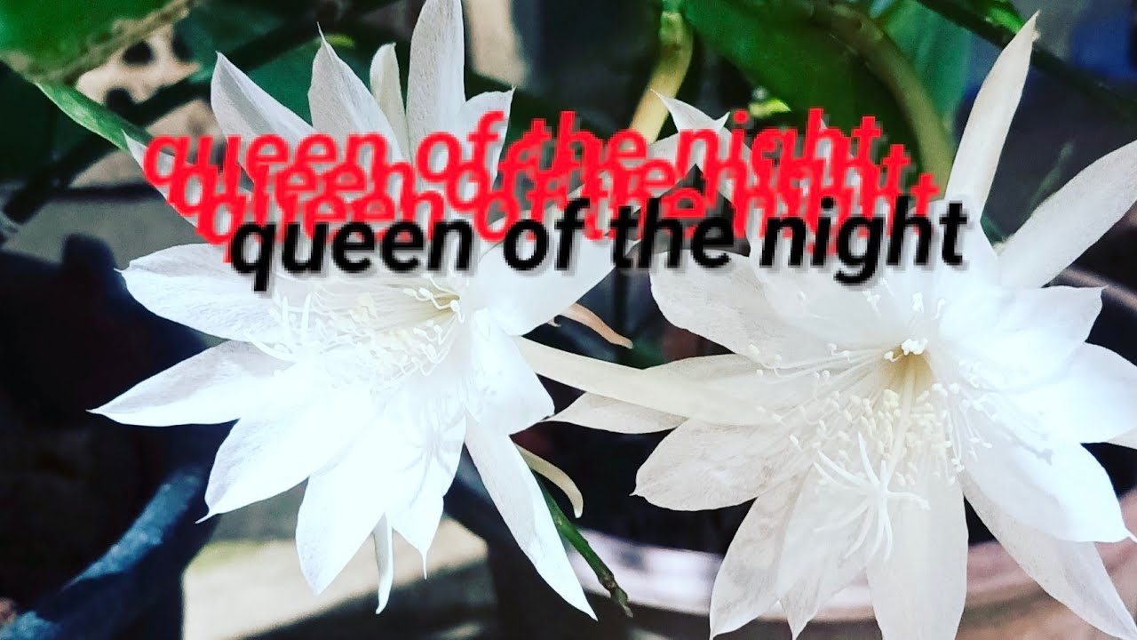BEAUTIFUL FLOWER BLOOMING || Queen of the night #flowers #flower 
