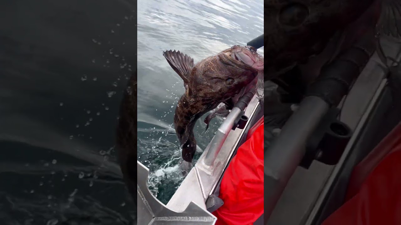 Ling on Ling!! #sitka #alaska #lingcod #fishing #fishingvideo #outdoors #oceanfishing #castalaska