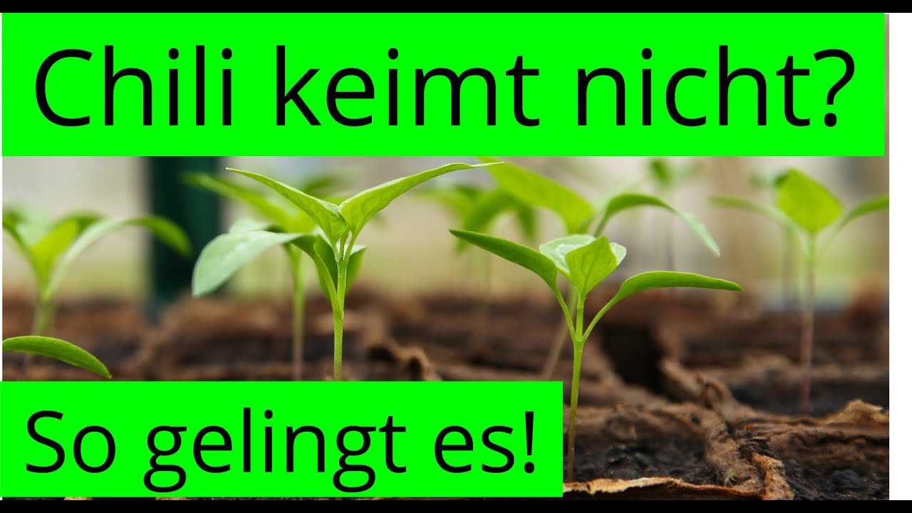 Warum keimt der Chilisamen nicht?🌶 8 typische Fehler & was du tun kannst