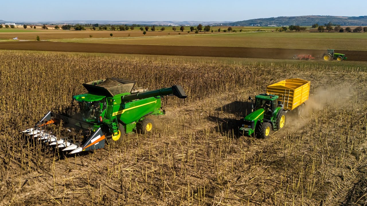 Sunflower Harvest 2024 | 🦌John Deere T6 800 🟢🟡
