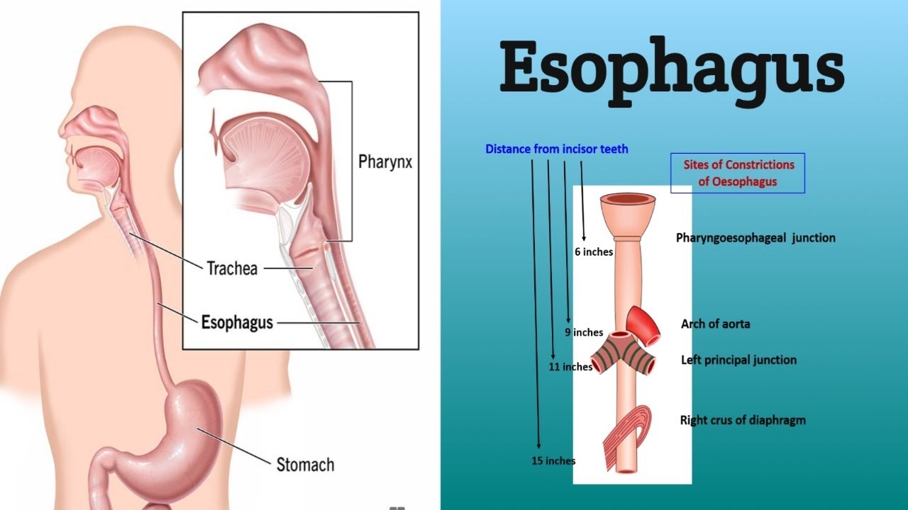 Anatomy of the Esophagus || Course, Relations, Clinical Correlations