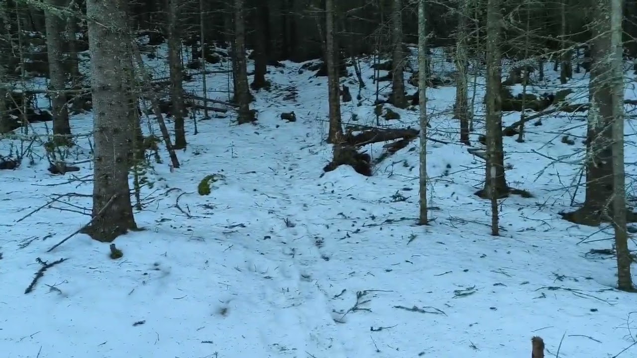 Børsåsen januar 2026