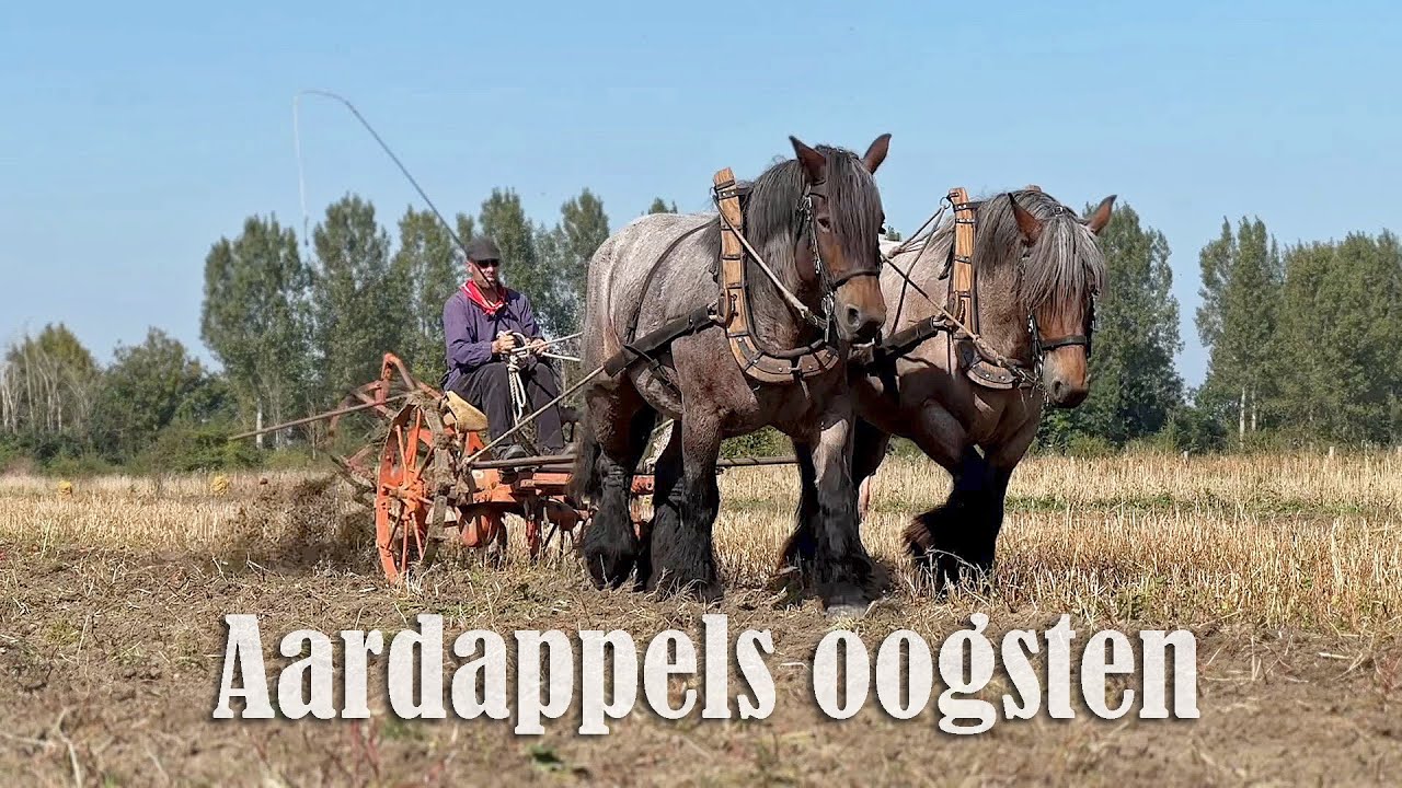 Aardappels oogsten met trekpaarden