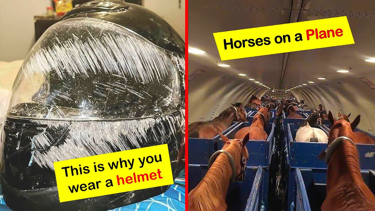 Damn, That's Interesting | r/Damnthatsinteresting | 2