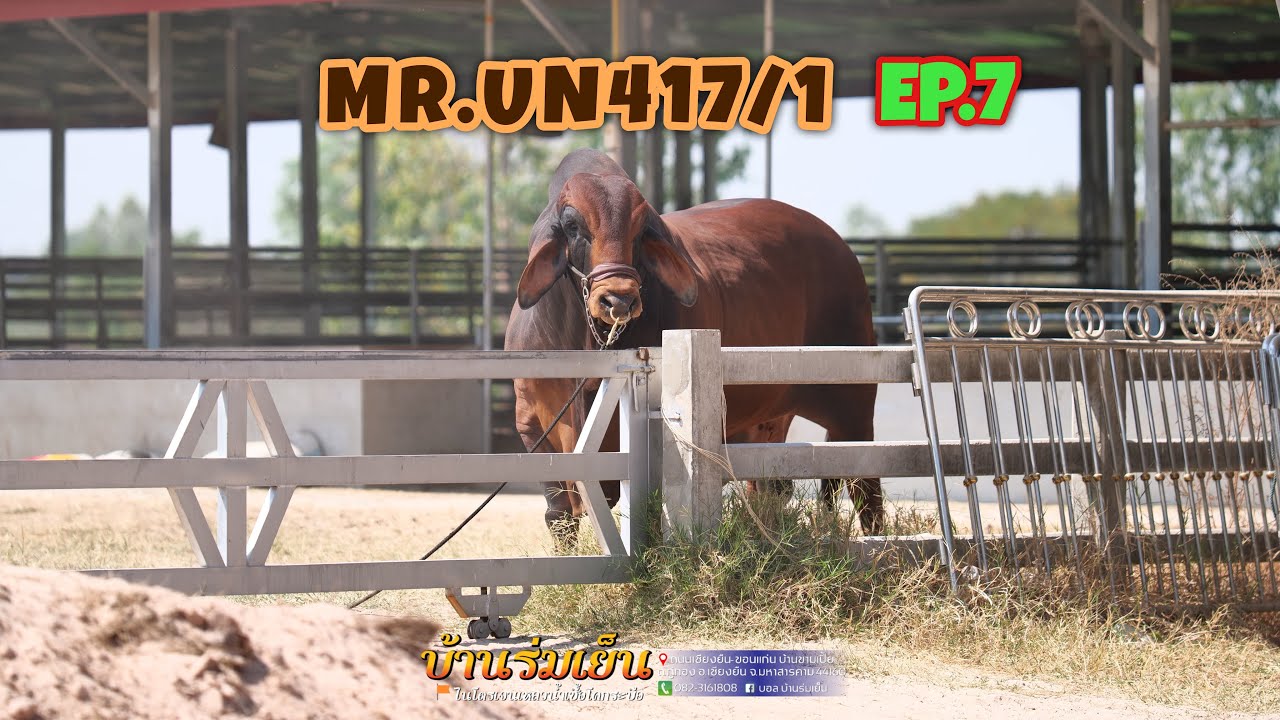 ช็อคโกแลตUN417/1   วิลัยฟาร์ม ถ่ายวันที่06|03|2567