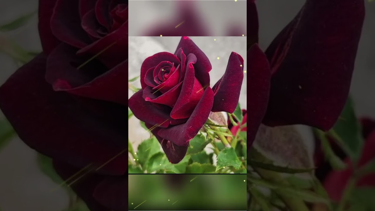 Kach Mera Dil Bhi Koi Kagaj Ka Tukra Hota❤🥺