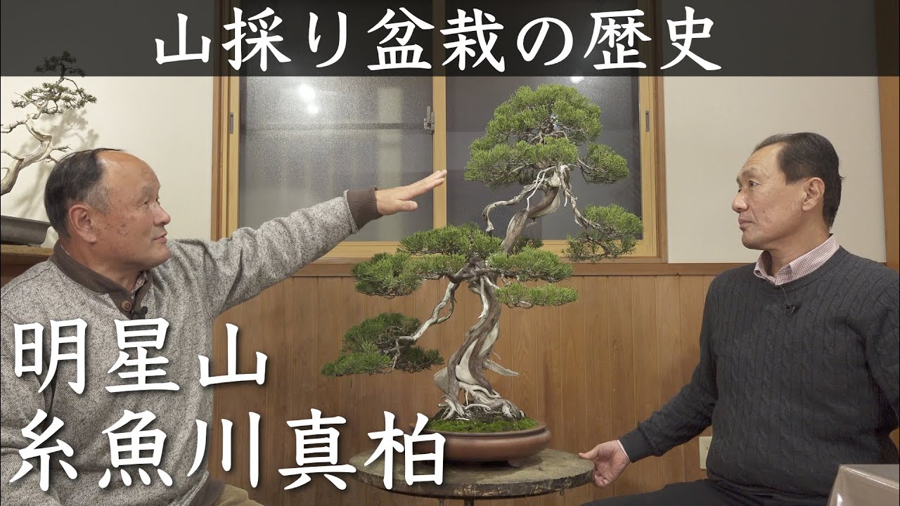 【糸魚川真柏②】山取り盆栽の歴史 |  新潟県糸魚川市明星山【西川盆栽園・西川敏一】
