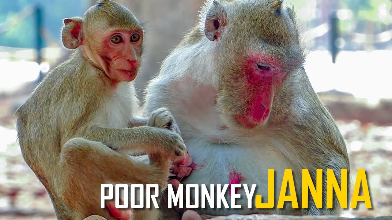 Most Poorest Monkey Janna No Spoil, Upset Face Hungry Milk
