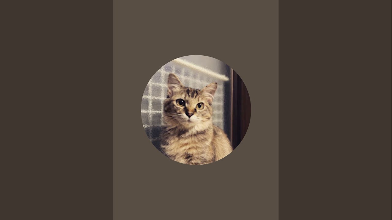 公式 ネコリパブリック 保護猫チャンネル がライブ配信中！