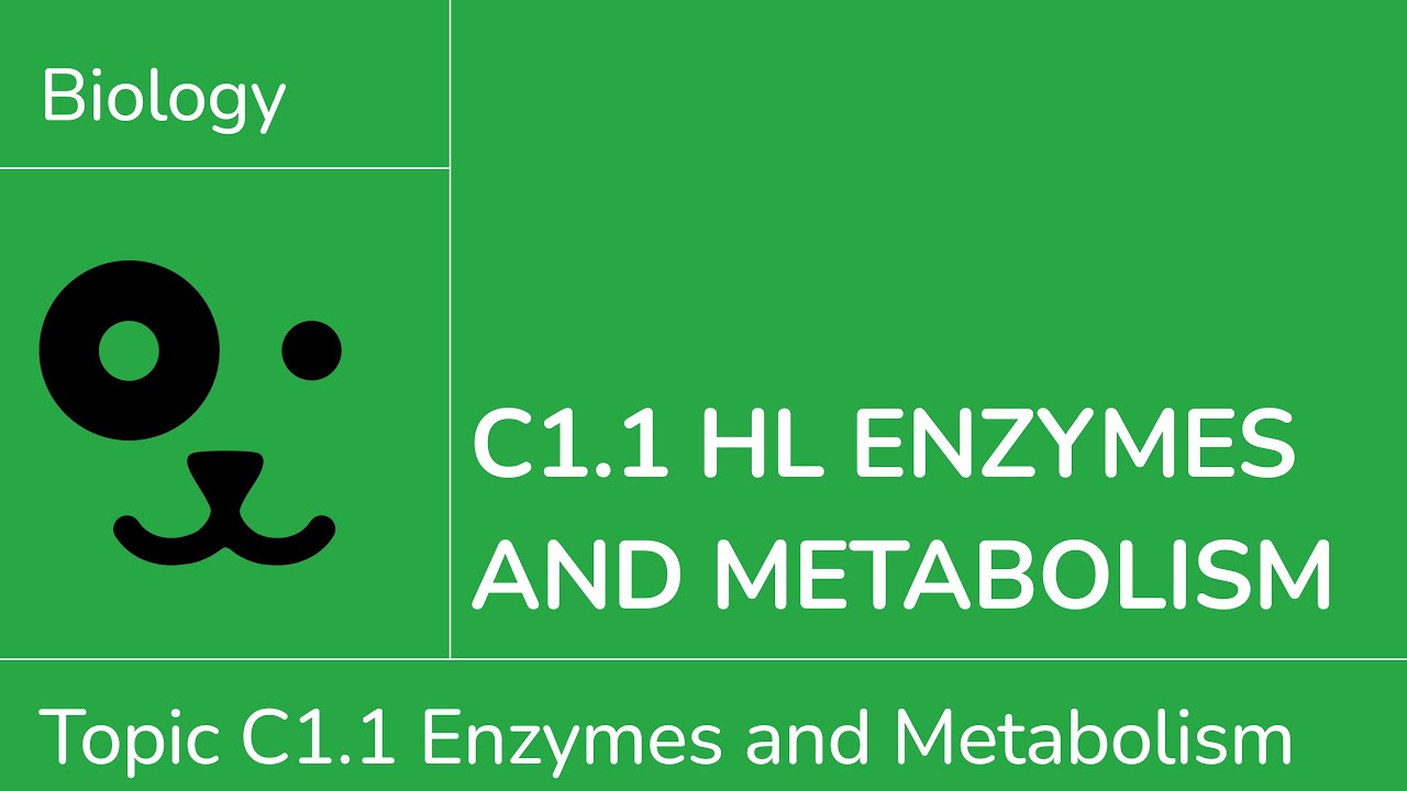 C1.1 HL Ферменты и метаболизм [IB Biology HL]