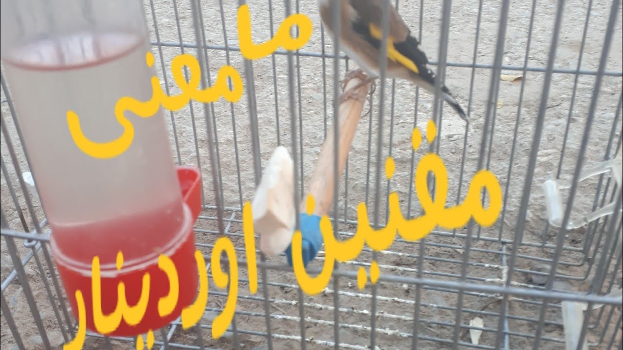 ما معنى مقنين اوردينار  Ordinaire