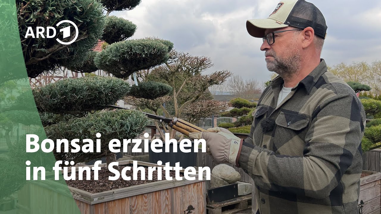 Gartenbonsai: In 5 Schritten zum Erfolg | MDR Garten