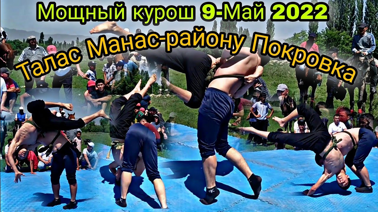 Мощный курош Талас Манас-району Покровка 9-Май 2022