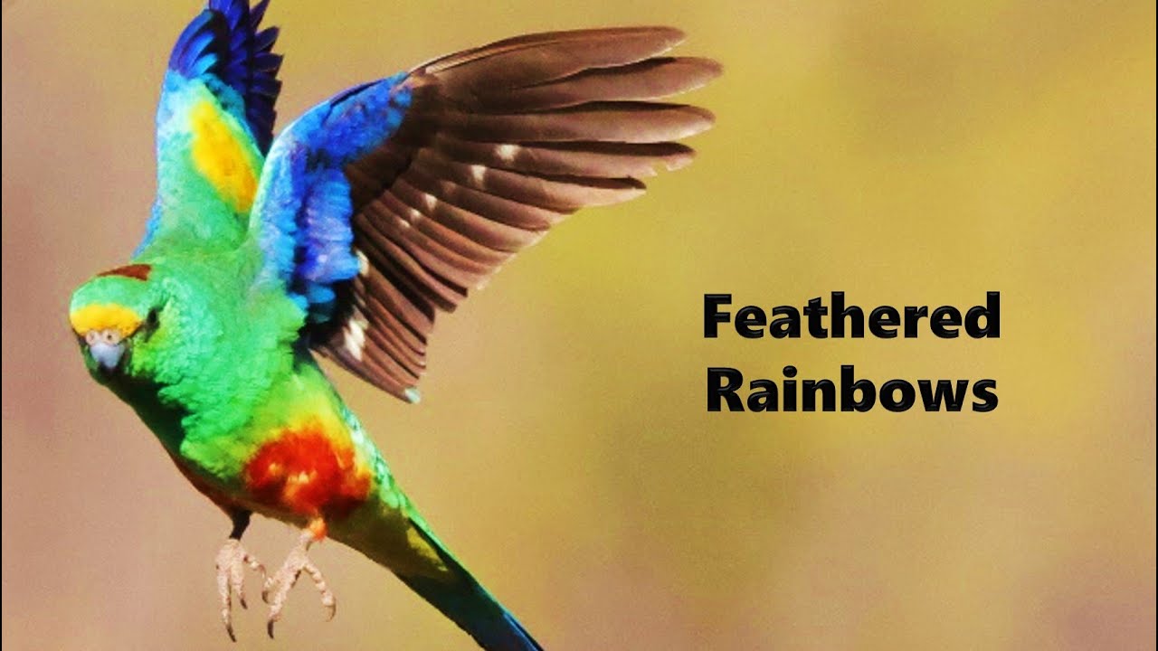 Stunning Australian parrots