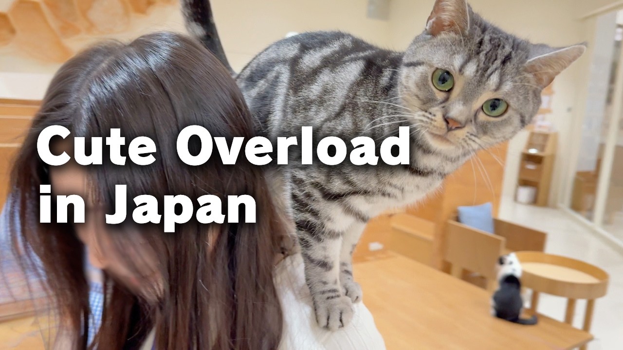 A Tired Japanese Worker Found Comfort Today | Cat Café & Pig Café | Japan vlog