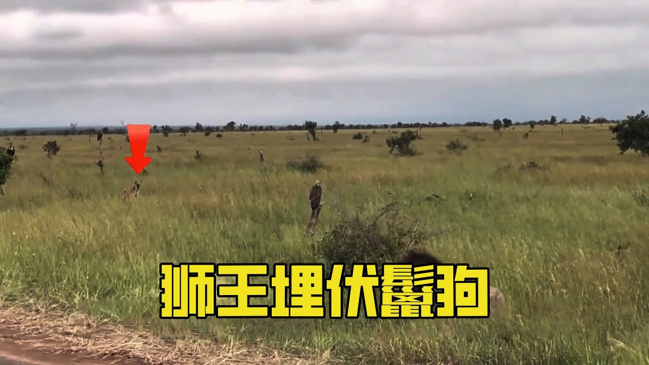 【動物世界】獅王被鬣狗暴打後決定報仇，正面打不過直接埋伏偷襲，接下來一幕直接看待雄獅小弟！
