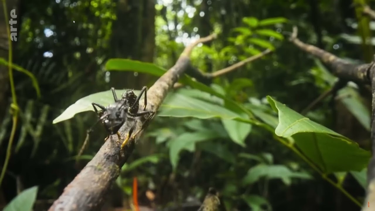 Arte Doku - Paraponera clavata