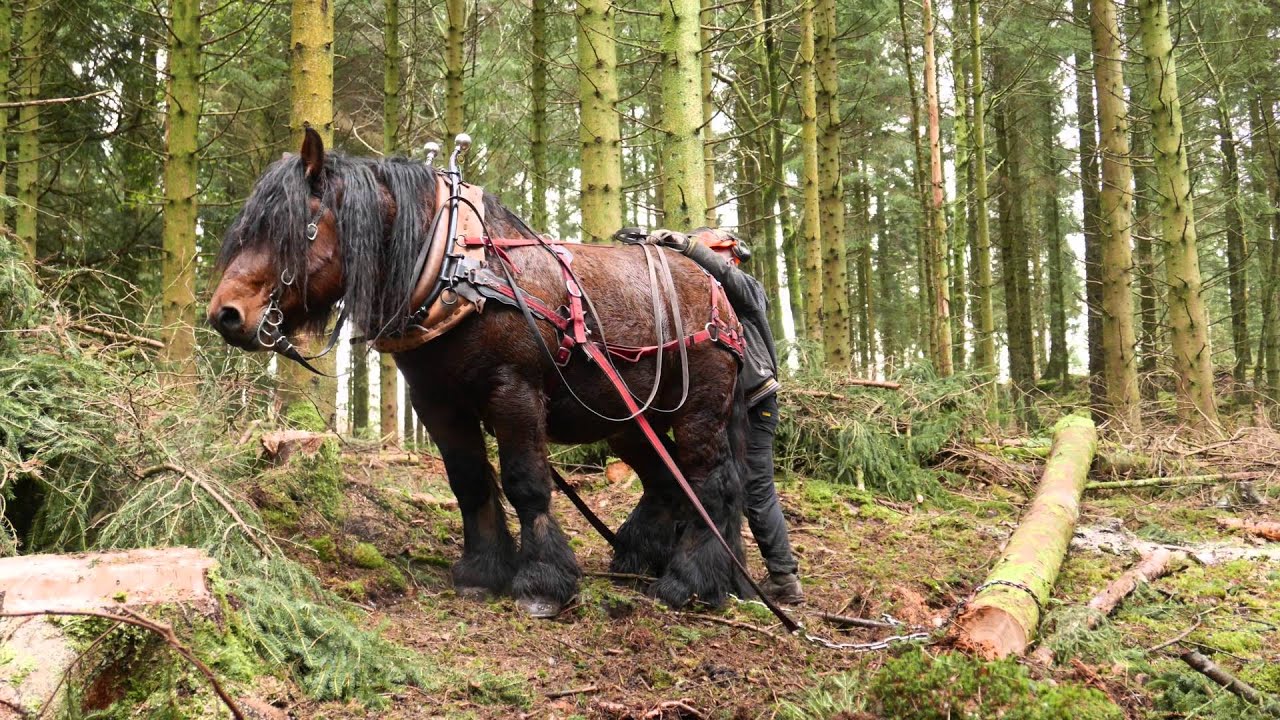 Horse Logging 2