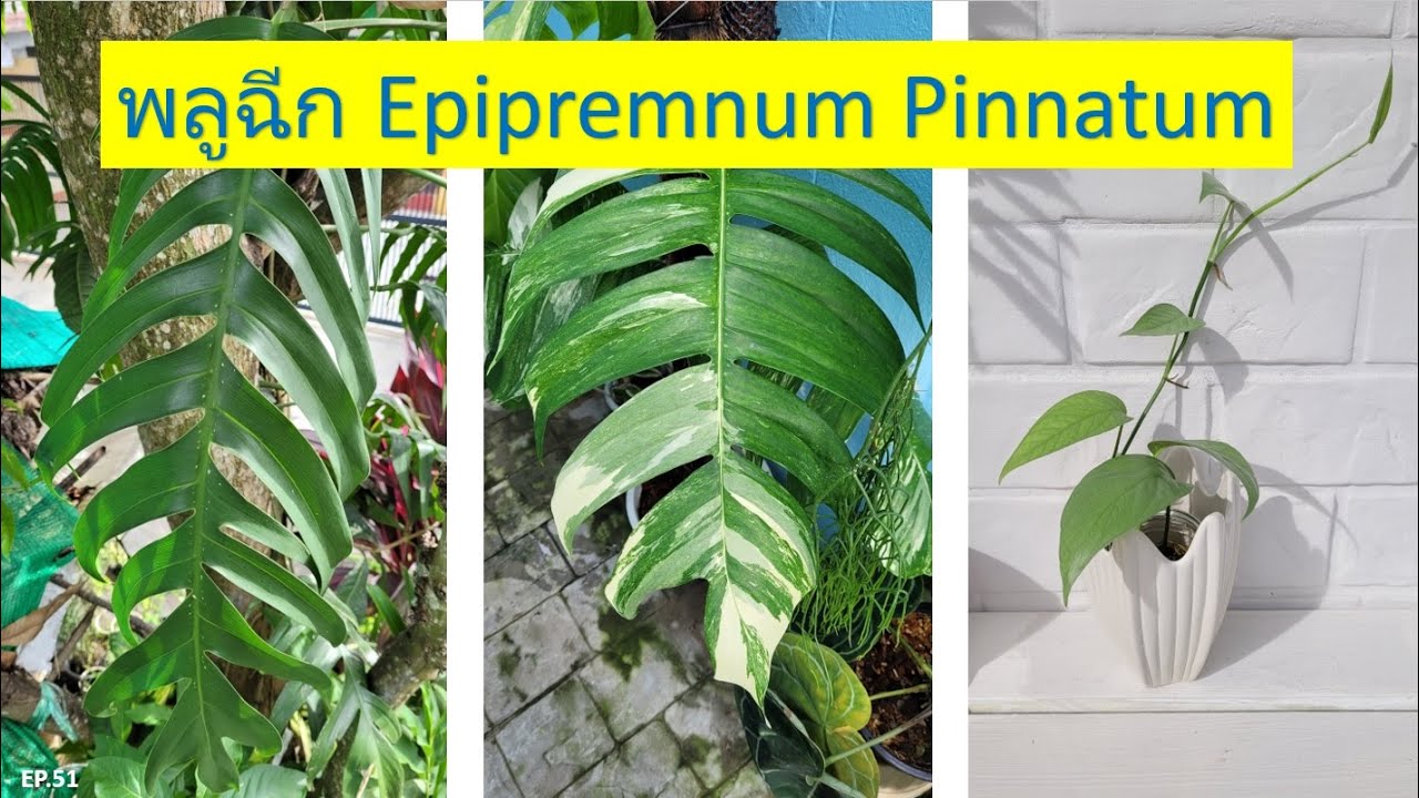EP.51 ทำความรู้จักกับพลูฉีกที่นิยมเลี้ยงในบ้านเรา 3 ชนิด Epipremnum pinnatum, variegated, cebu blue