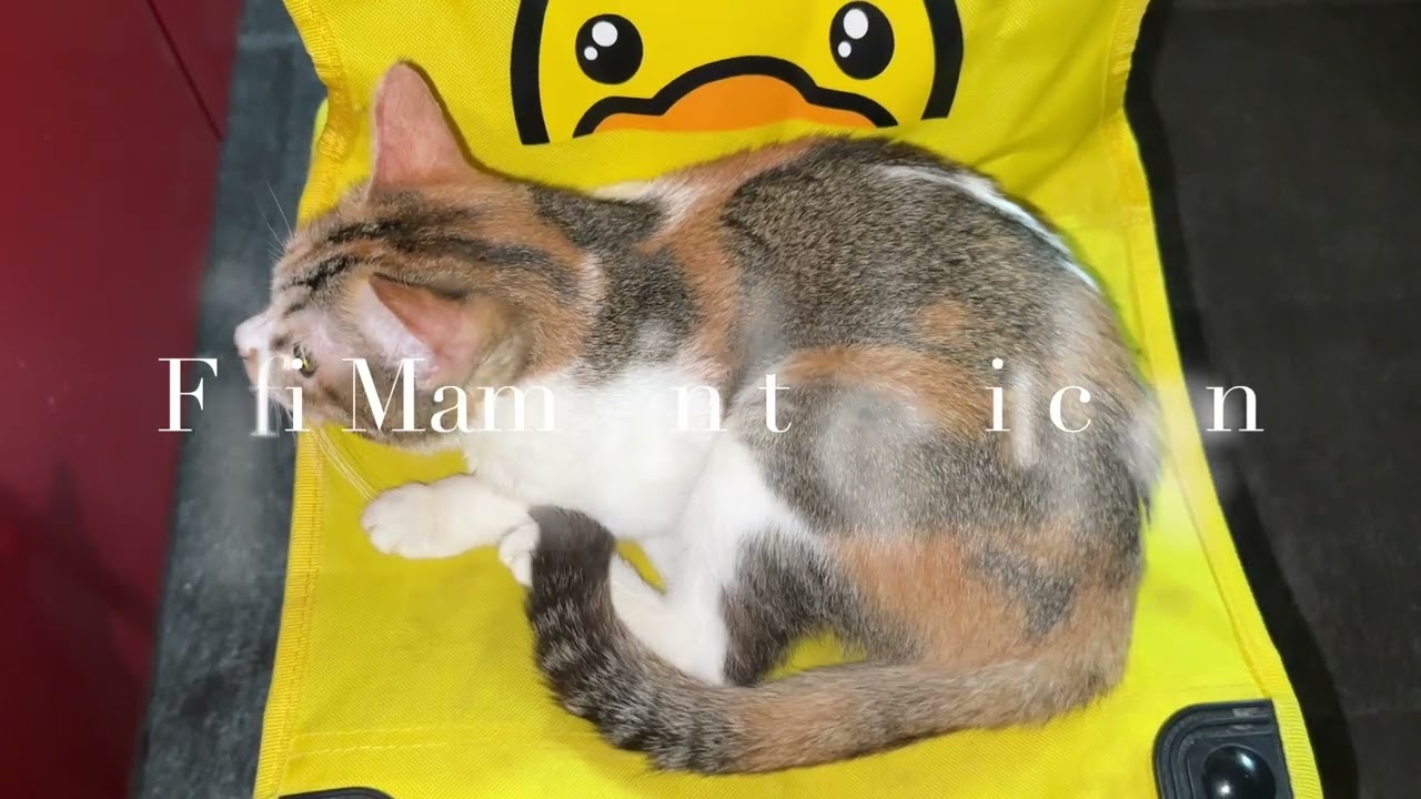 Feb 07 2026 @frankip023 #cat #貓咪日常 With my cats