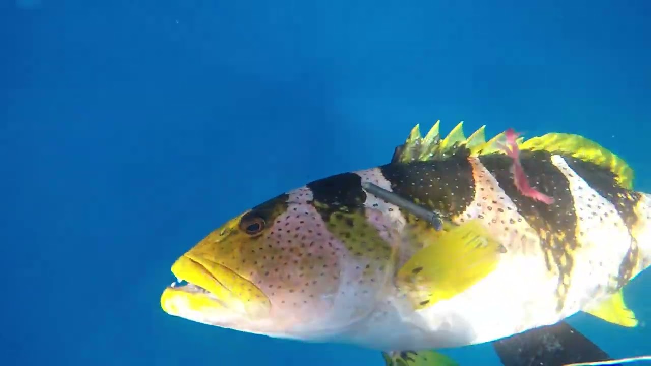 Spearfishing mérou sellé(plectropomus laevis) Madagascar 2025.
