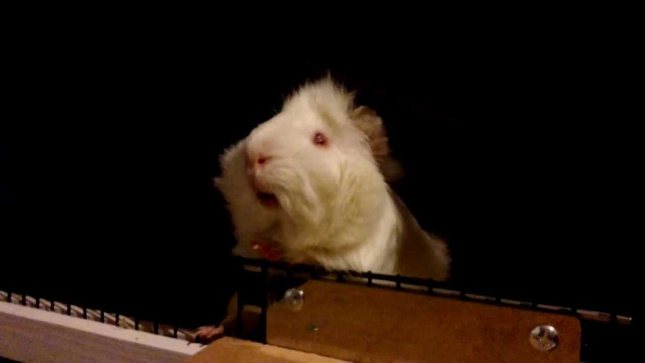 Guimauve chant du cochon d'inde