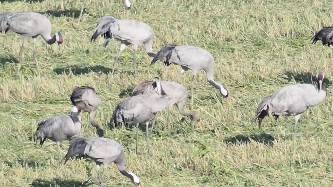 2019 11 16 les grues cendrées font halte au lac du der lors de leur migration/ common crane