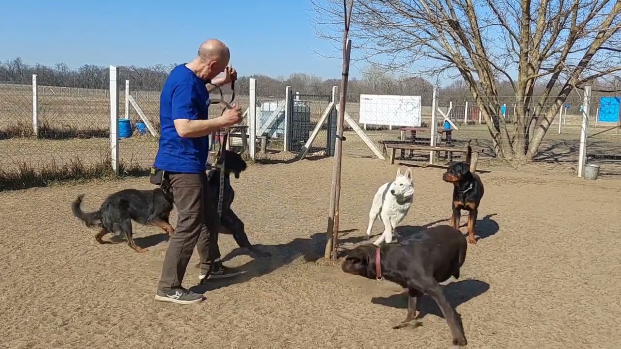 Német vizsla kutyakiképzés kutyaoktatás kutyasuli