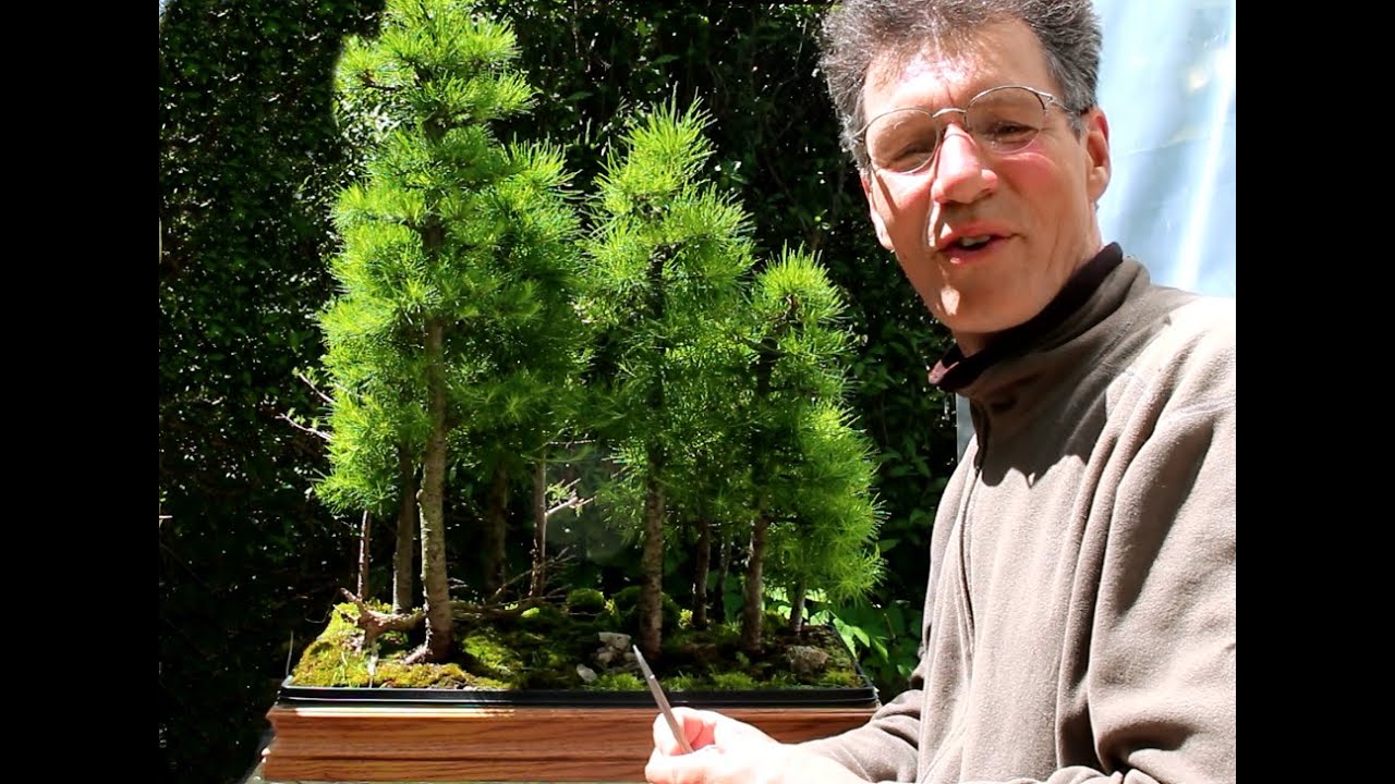 Larch Bonsai Forest, June 2015