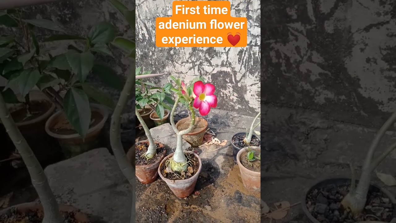 #adeniumflower #plantdevelopment #adeniumobesum