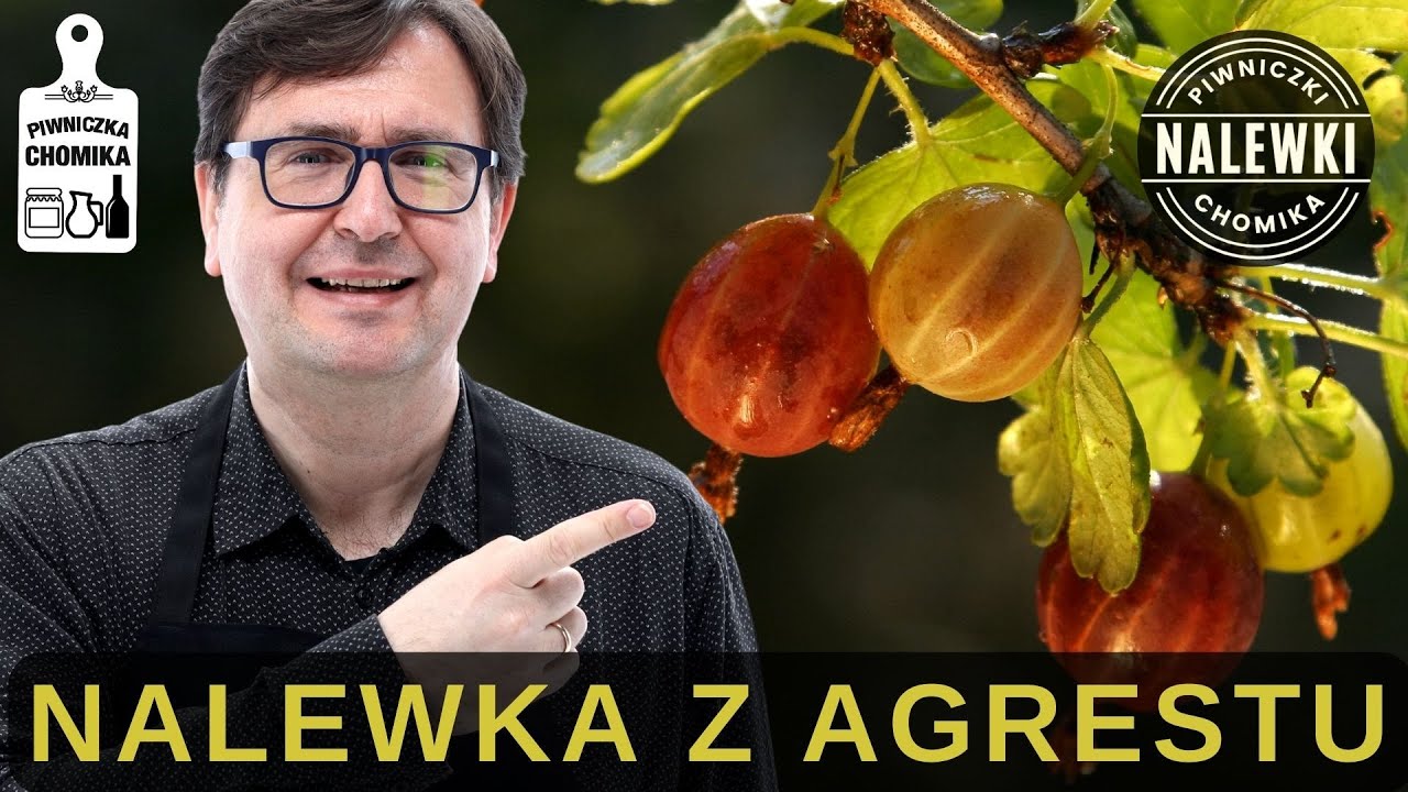 Nalewka z agrestu (agrestówka). Nalewka agrestowa to pyszne połączenie smaku kwaśnego i słodkiego