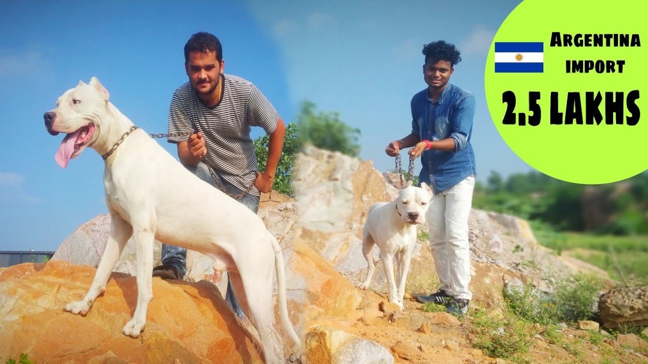 Dogoargentino argentina import ||