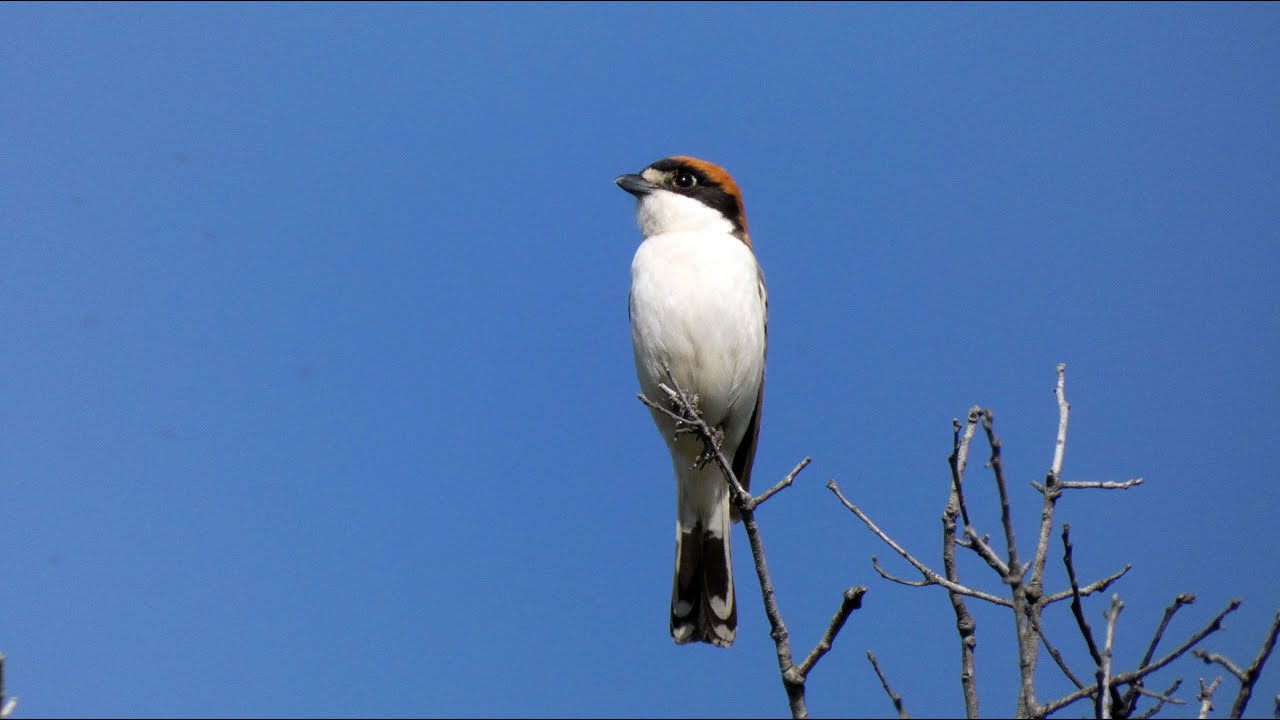 ALCAUDON COMUN   Woodchat Shrike  (Lanius senator)  4K