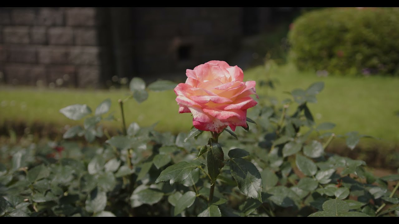 #４K    #旧古河庭園    #Japan   #FurukawaGarden