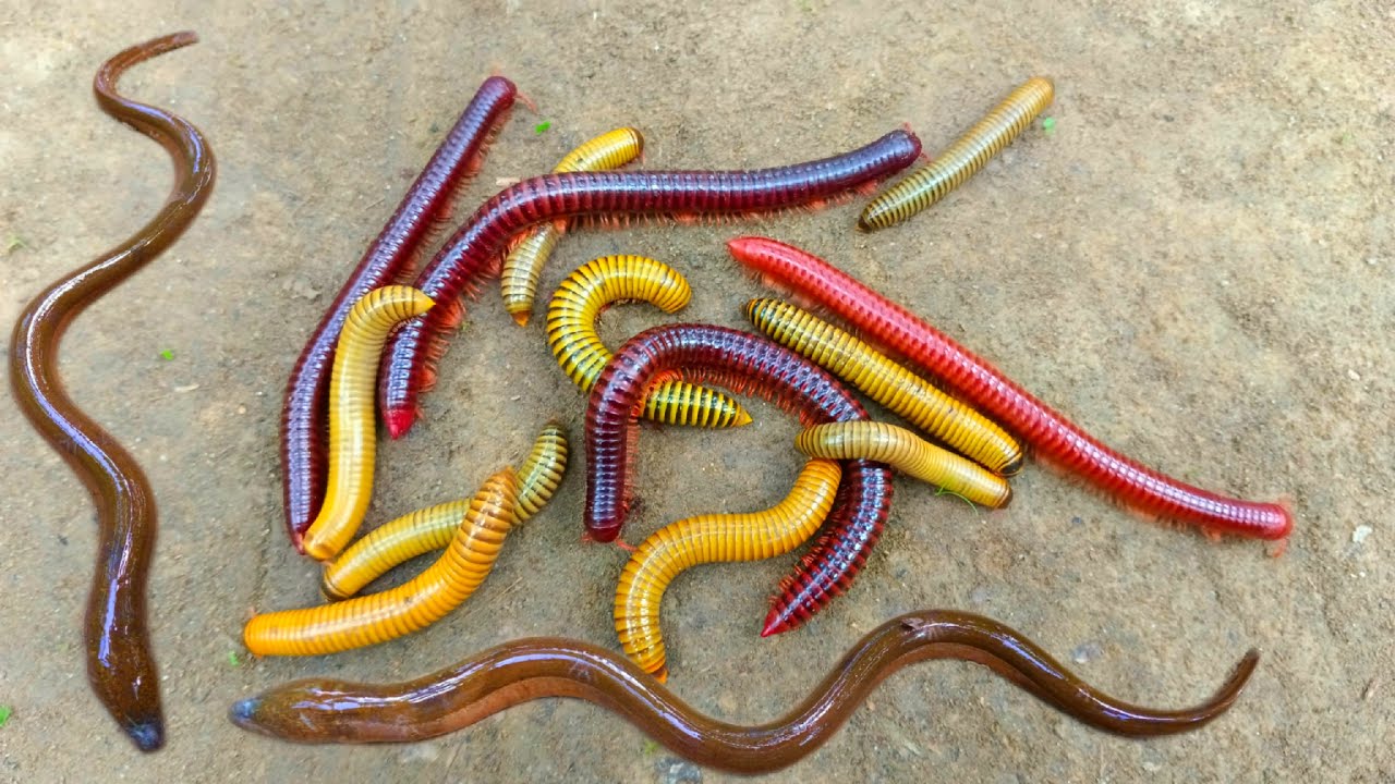 Wadidaw! Mencari kaki seribu, luwing dapat ikan hias, belut, ikanbetok, ikanlele, katak