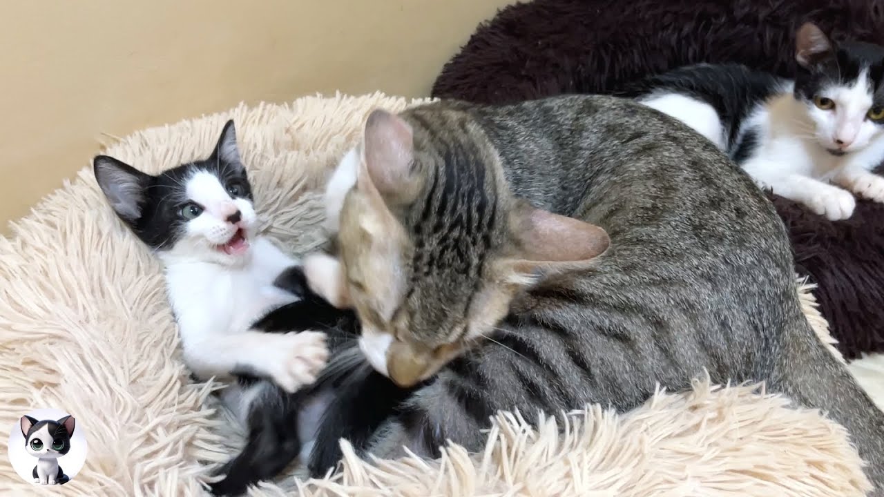 Спасенный котенок учится любви у большой кошки