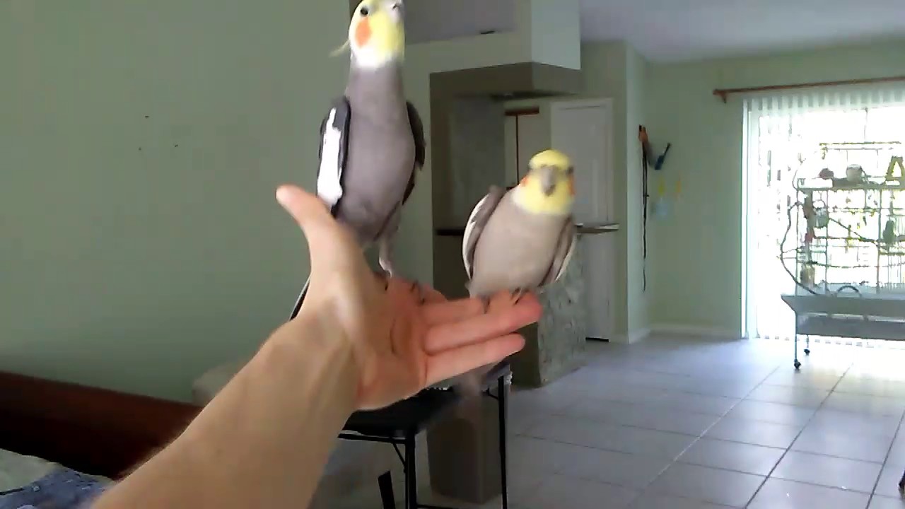 Cockatiel singing as I swing him back and forth haha