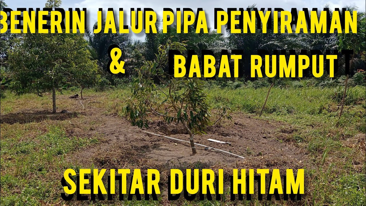 🟡🔴BENERIN JALUR PIPA PENYIRAMAN , PIRINGAN & BABAT RUMPUT SEKITAR DURI HITAM🔴🟡